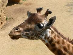 149 BIO PARC DE DOUE LA FONTAINE 2- 2016_000019